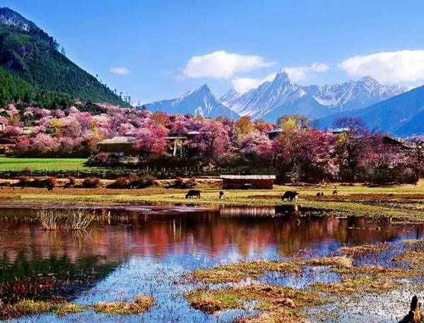 林芝