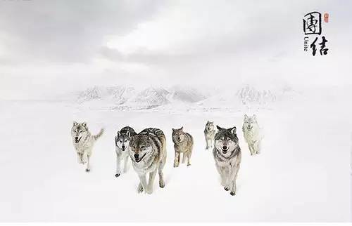 狼的团队，狐的智慧，鹰的心态。