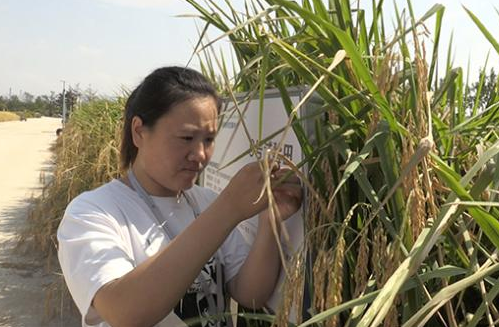 袁隆平海水稻今日测产 未来在中国2.8亿亩盐碱地推广
