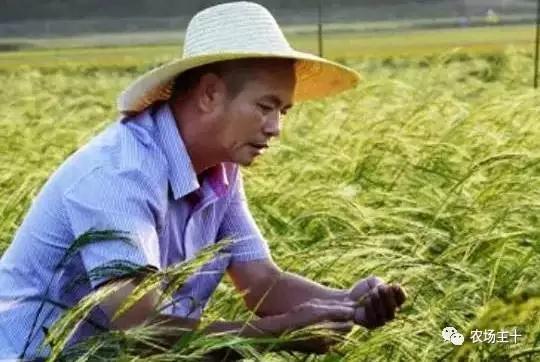 又一个袁隆平，他的一株“野草”将养活几亿国人