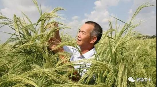 又一个袁隆平，他的一株“野草”将养活几亿国人