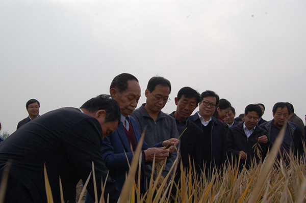 袁隆平超级稻再创世界单产纪录 平均亩产达1149公斤