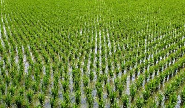 国务院发出重磅信号，中国即将实行三权分置！农村遍地是金