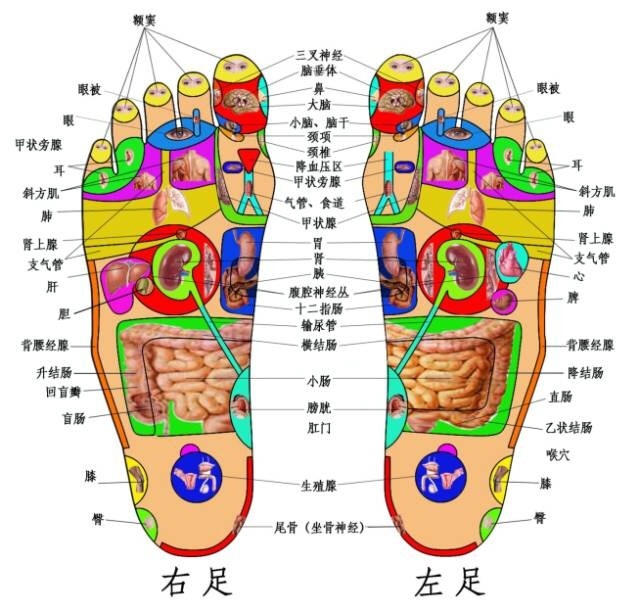 中医脚底养生 按摩＋贴敷 轻轻松松保健康 治已病 防未病 学起来