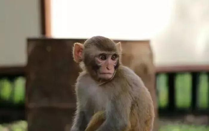 猴子管理法：如何避免自己忙死，下属闲死？