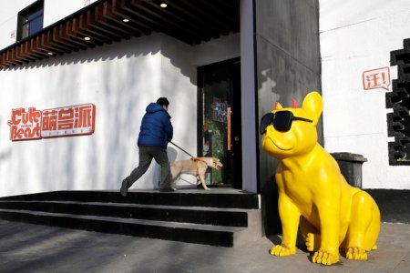 外媒：中国单身潮催生了一个175亿元的新兴宠物市场