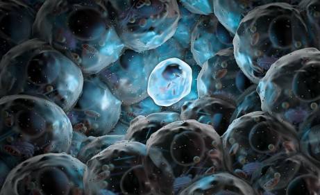 日本首次培育出人类胎盘干细胞，可用于生殖领域