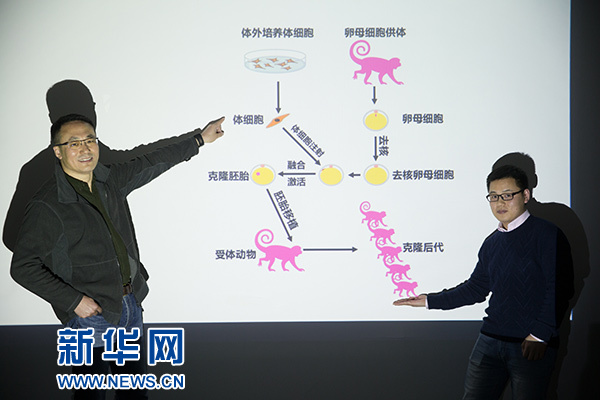 世界生命科学重大突破！ 两只克隆猴在中国诞生