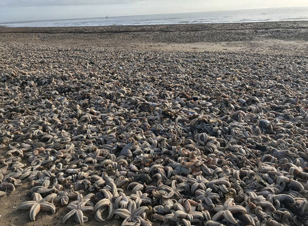英国海滩现数万只海星尸体 如世界末日