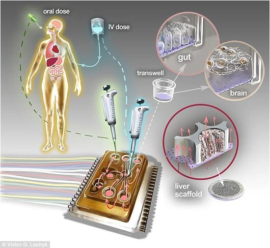 MIT科学家打造"人体芯片":模拟十种器官对药物反应