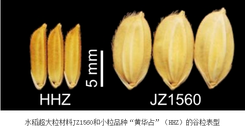 植物所等发现新水稻谷粒大小调控开关