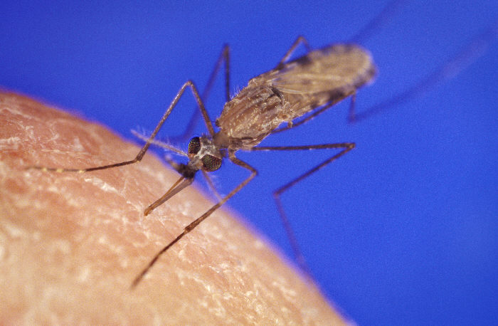 疟疾感染创造了一种“人体香味”让蚊虫更爱你