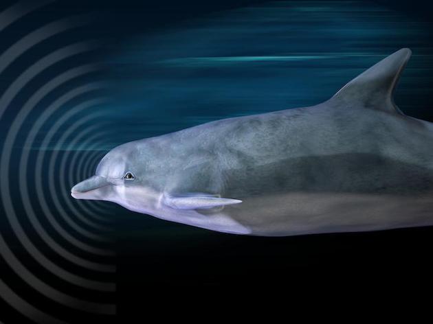 “海豚音”将帮助搜寻神秘外星人：外星智能生命模型