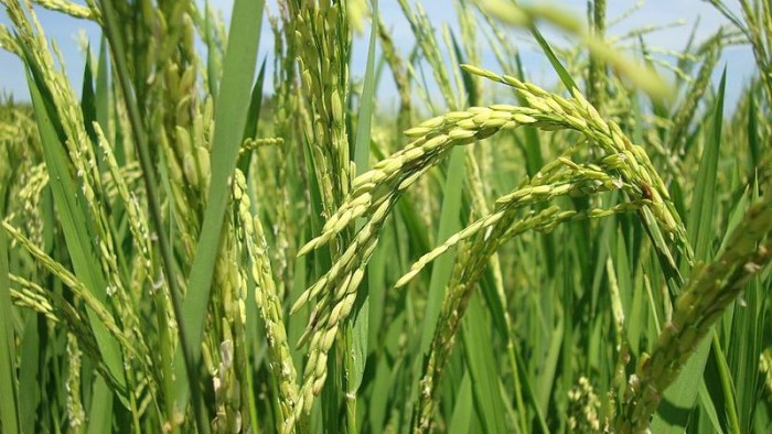 新发现：害虫啃过的水稻变得更好吃