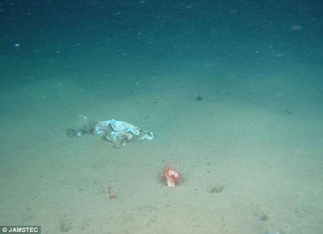 世界最深的垃圾场：马里亚纳海沟发现的塑料袋