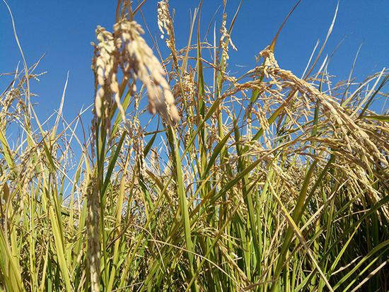 袁隆平海水稻在迪拜沙漠初获成功 最高亩产500公斤