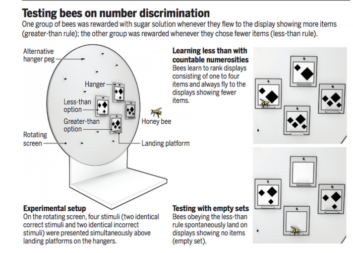 蜜蜂能理解抽象数学概念“零”