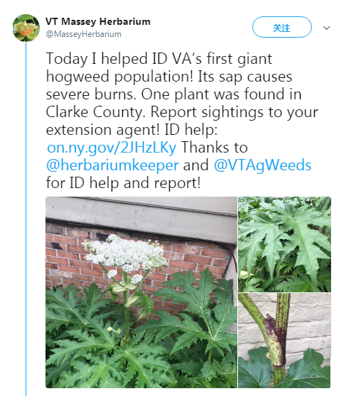 巨型“地狱植物”正在美国蔓延 接触后可能会引起疼痛和留下永久疤痕