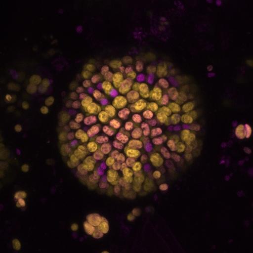 科学家发现利用近红外光的光合作用