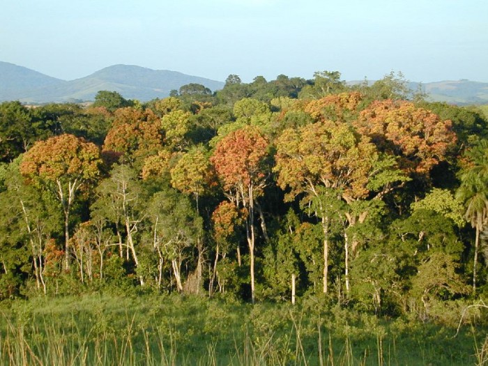 研究发现 2017年全球损失热带森林1580万公顷