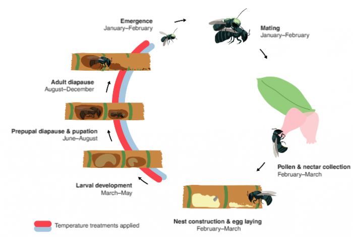 美国蜜蜂种群持续萎缩 研究：气候变化或是主因