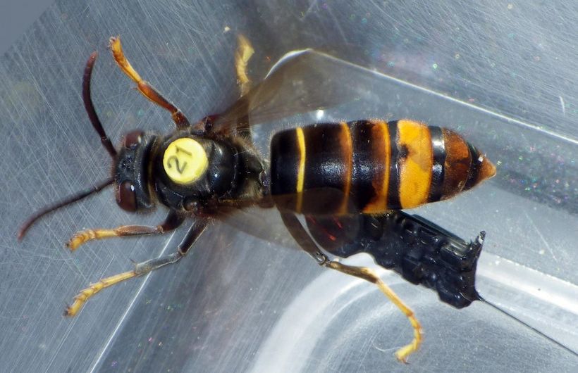科学家正在使用无线电寻找大黄蜂巢穴以拯救蜜蜂