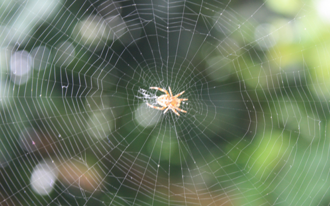 新研究揭示蜘蛛飞航其实利用了地球感应电场