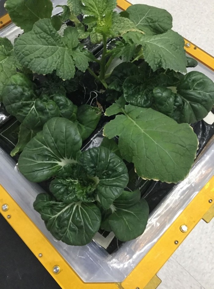 NASA为国际空间站送去生长箱 航天员有望吃上新鲜蔬菜