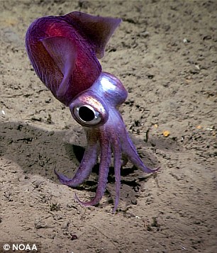 NOAA第十七次海底观测任务结束 发现诸多新物种