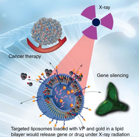 癌症新靶向疗法：化疗药物被包裹在“纳米气泡” 并通过X射线按需释放