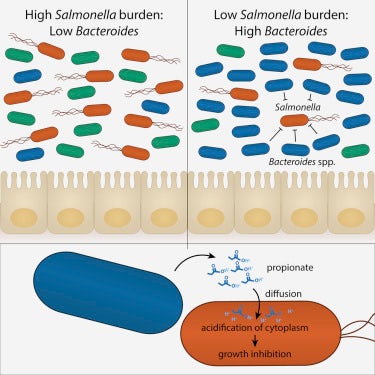 斯坦福大学研究揭示肠道细菌如何与沙门氏菌作斗争