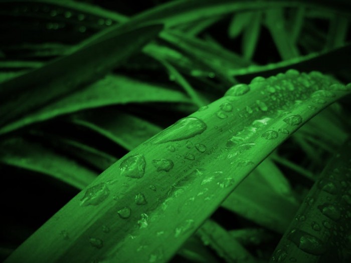 香水师都痴迷的气味：雨后空气为什么这么好闻 ？