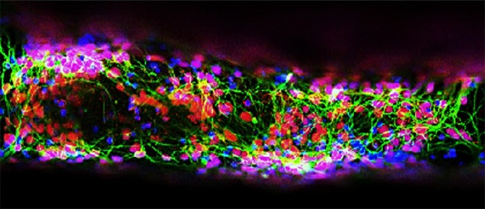 美大学研究人员利用3D打印技术再造生物工程骨髓