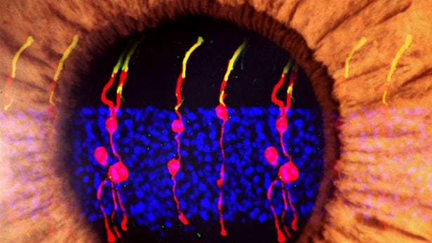 重新编程视网膜细胞被发现可恢复小鼠的视力