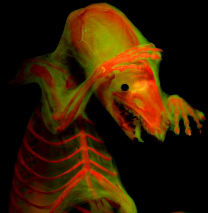 全新成像技术将让科学家能更容易地呈现出脊椎动物的内部骨架