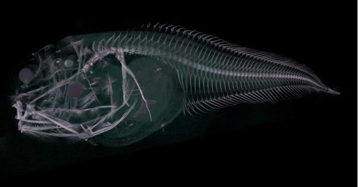 科学家在海洋表面以下4英里处发现了三种新的鱼类