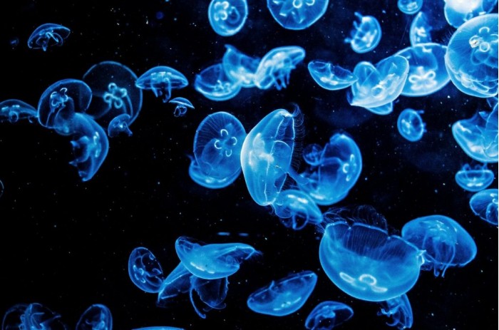 科学家们相信水母可以帮助海洋摆脱塑料垃圾