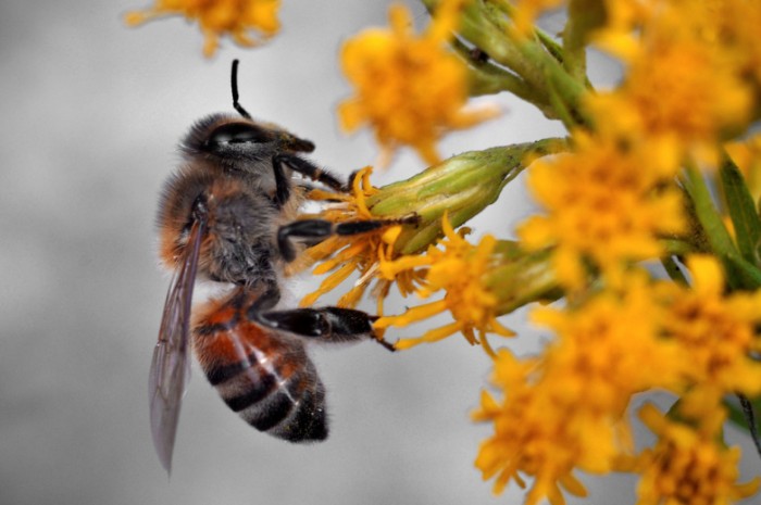 美国研究含草甘膦的除草剂可能危害蜜蜂生存