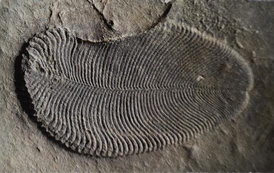 长得像煎饼的狄更逊水母 刷新了最古老动物记录