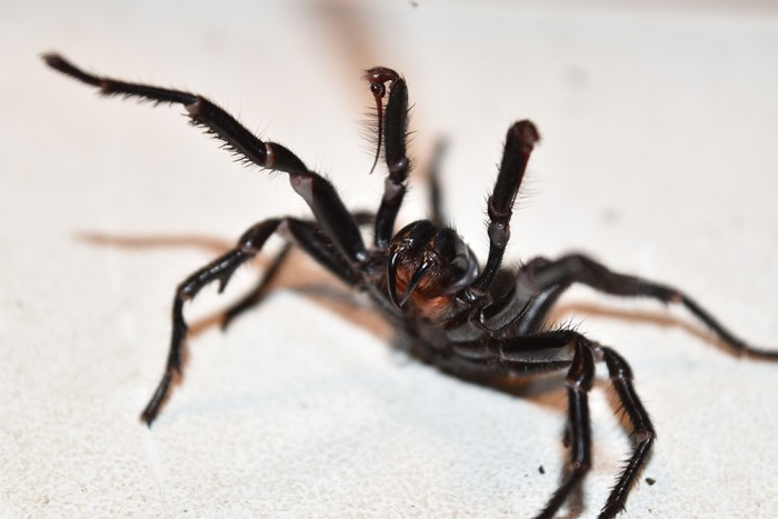 漏斗网蜘蛛的毒液化学成分能有效对抗黑色素瘤和DFTD