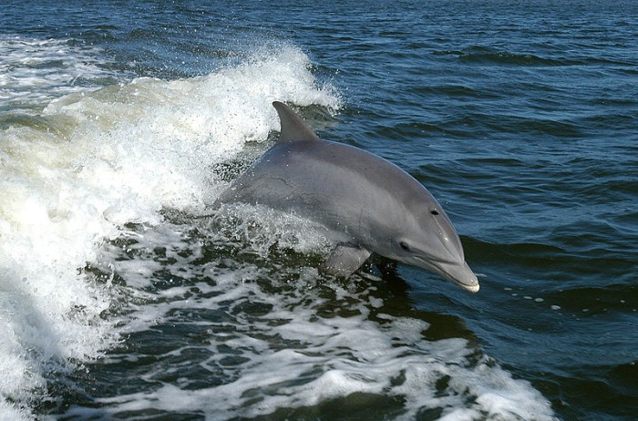 研究：因不断增长的海洋噪音污染 海豚被迫简化交流语言