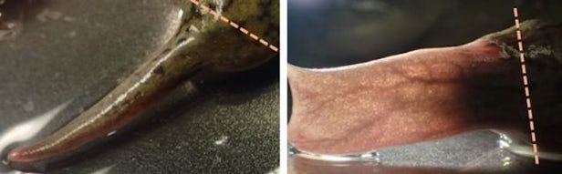 穿戴式生物反应器让成年非洲爪蟾部分残肢再生