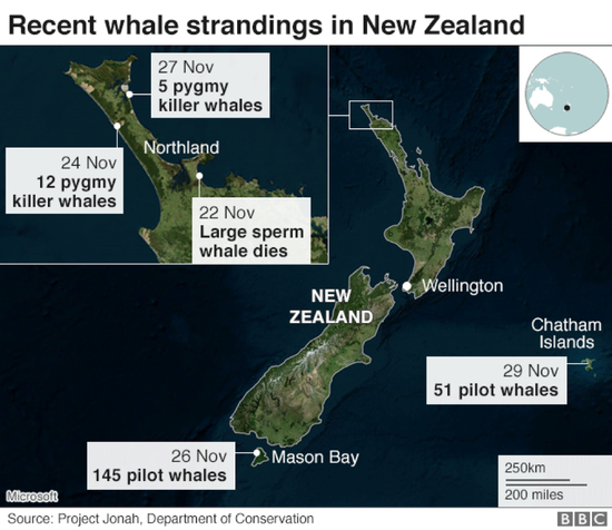 新西兰搁浅的鲸鱼：为什么那么多鲸鱼会搁浅