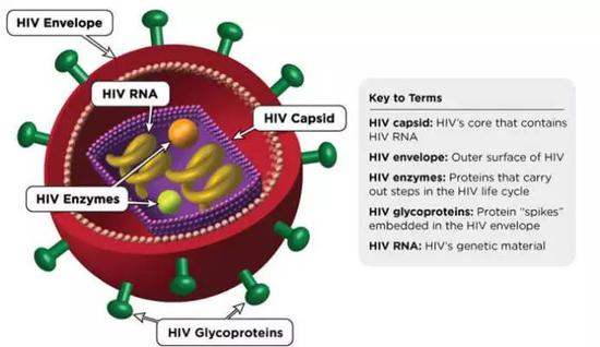 人类抗艾37年 你对艾滋病有多少了解？