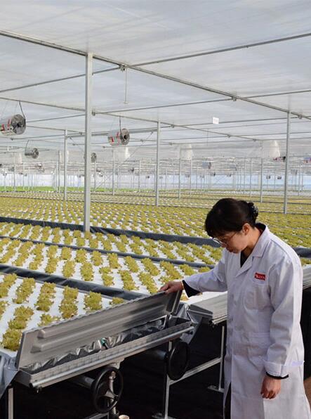 京东从日本三菱化学引进的植物工厂正式启用