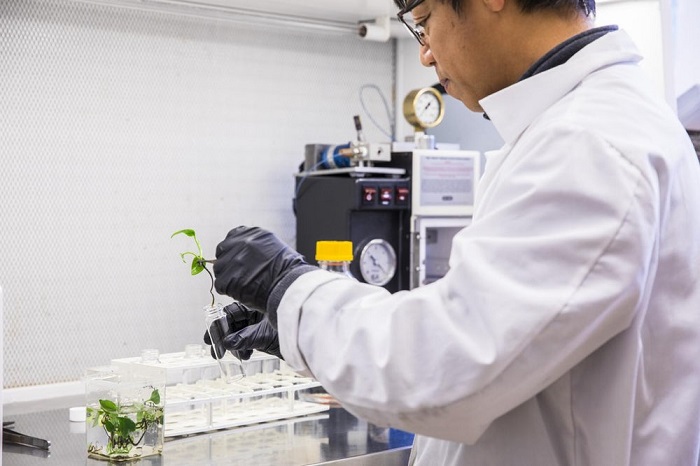 科学家为常春藤植物导入兔子基因 可分解空气中有毒物质