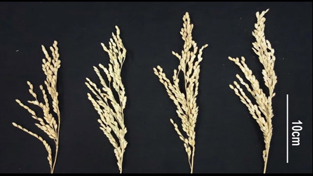 生物工程水稻可显著提高谷物产量