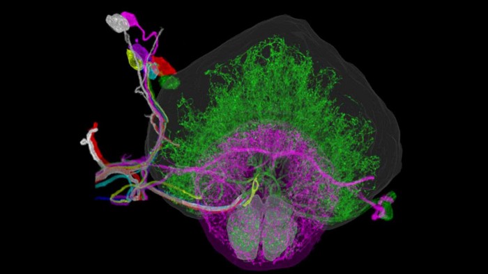 麻省理工学院研究人员开发出全新3D脑成像技术