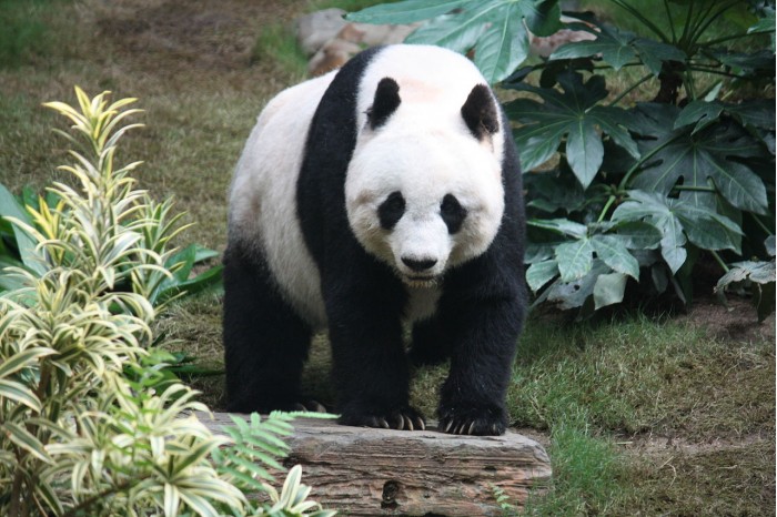 国宝还有绝活？中美科学家发现大熊猫牙齿能自我再生