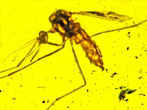 古老的杀手 疟疾可能一亿年前就已经存在